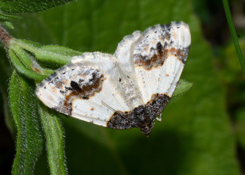 Geometridae Ligdia adustata ? - Si